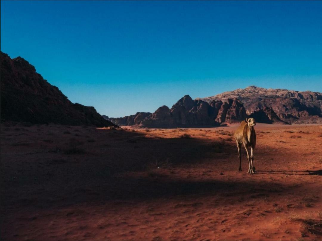 Wadi Rum Moon Camp Экстерьер фото