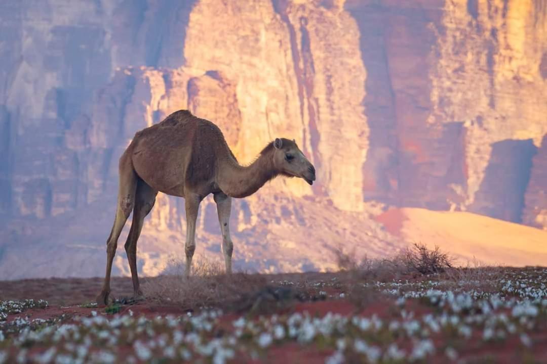 Wadi Rum Moon Camp Экстерьер фото